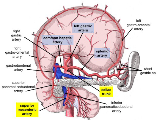 Upper abdominal arterial and visceral anatomy around the stomach, liver, spleen, and pancreas