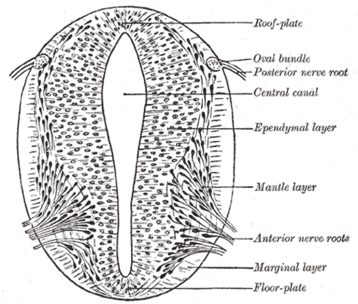 Neural tube formation
