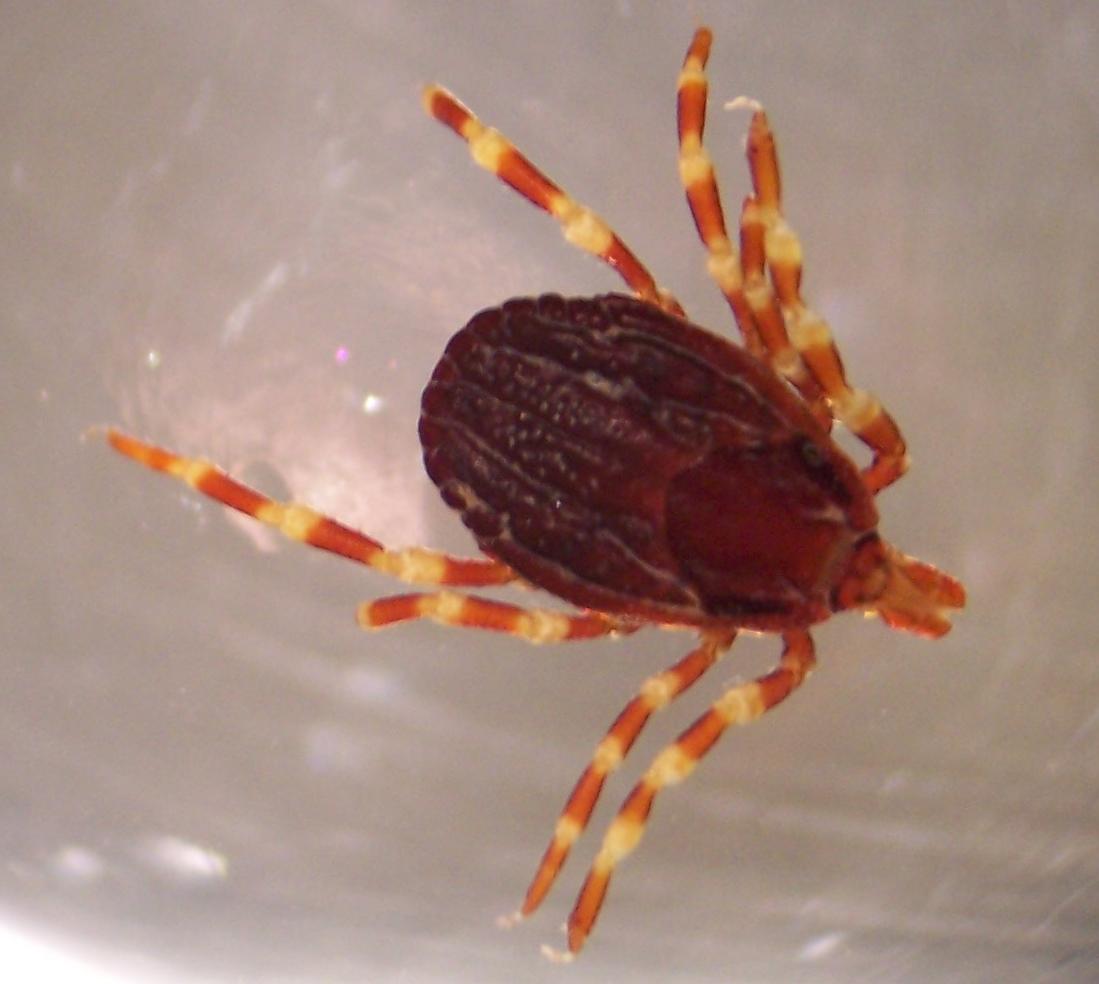 Hyalomma tick, CCHF vector