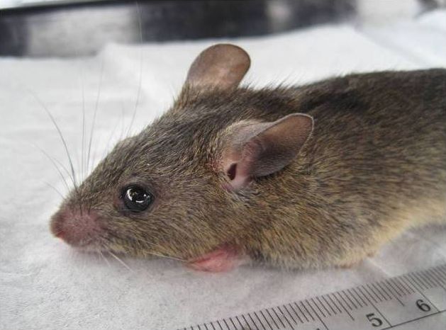 Mastomys natalensis, Lassa reservoir