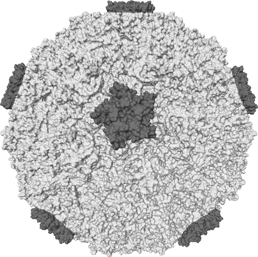 Rhinovirus EM