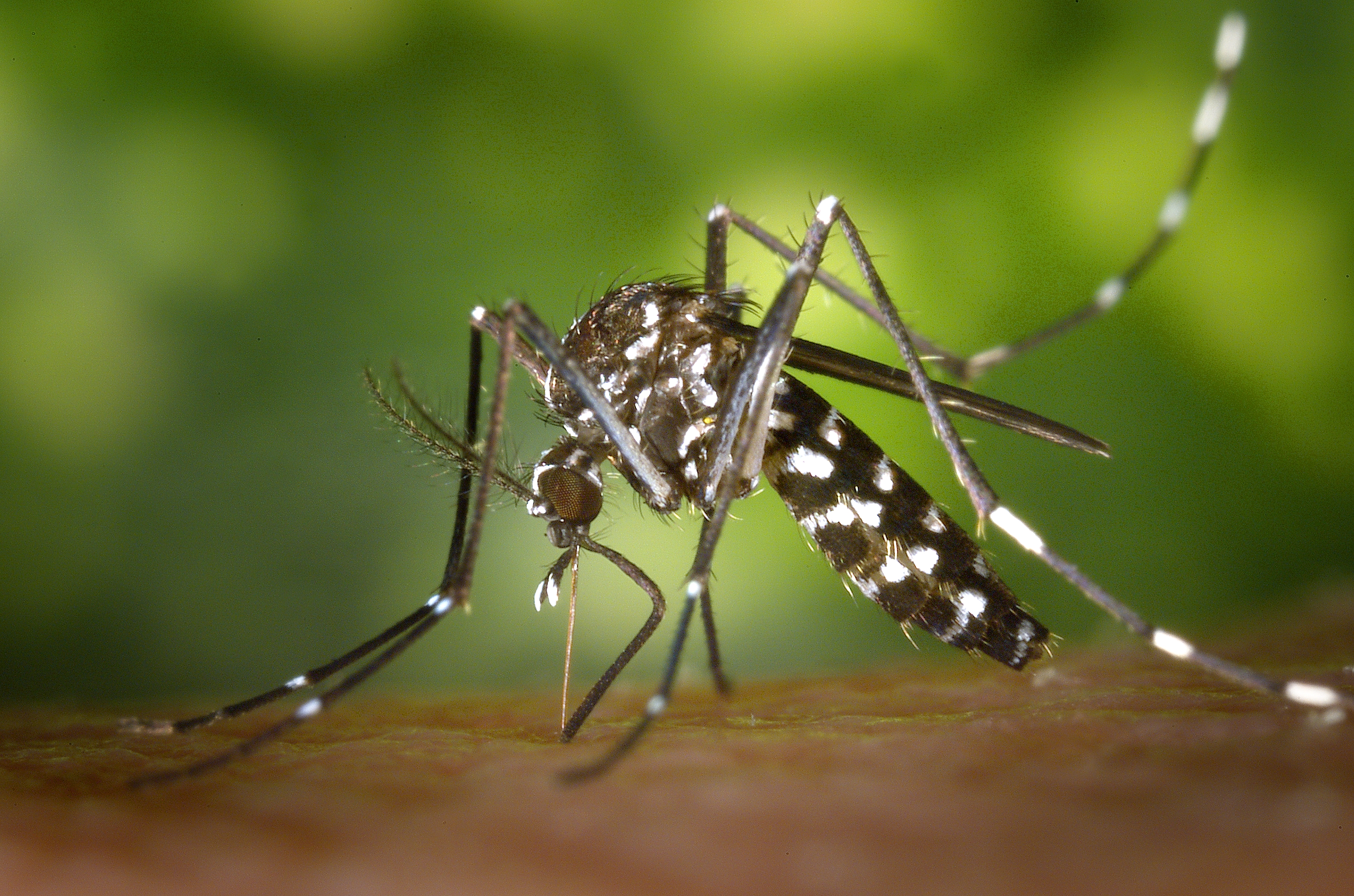 Aedes albopictus, Chikungunya vector
