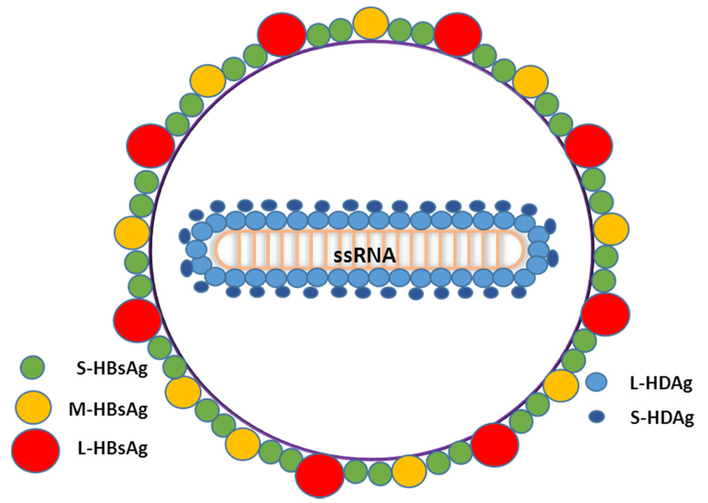 HDV virion structure