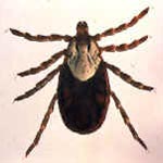 Dermacentor andersoni (wood tick), Colorado tick fever vector