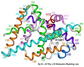 Androgen receptor 3D model