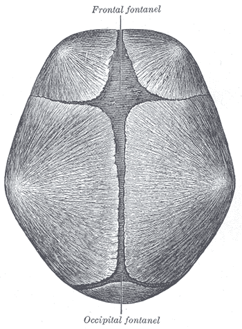 Neonatal skull fontanelles at bregma and lambda