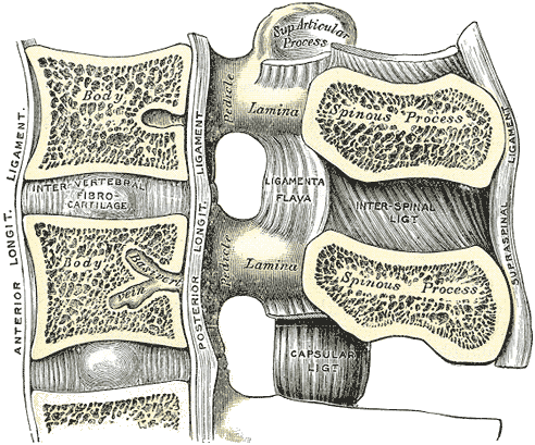 Atlas and axis articulation showing the dens