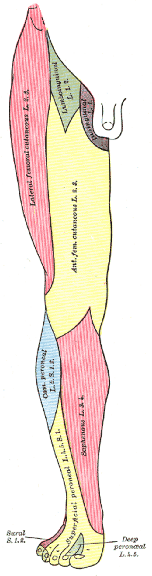 Sacral plexus anatomy diagram
