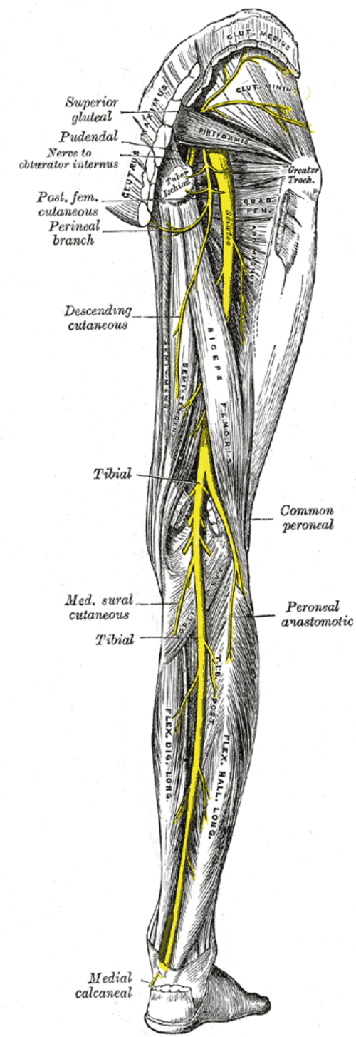 Lower extremity cutaneous nerve distribution diagram