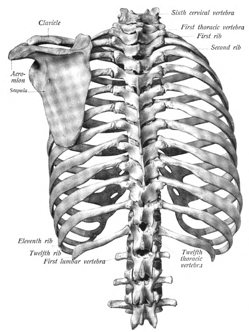 Lateral view of the vertebral column