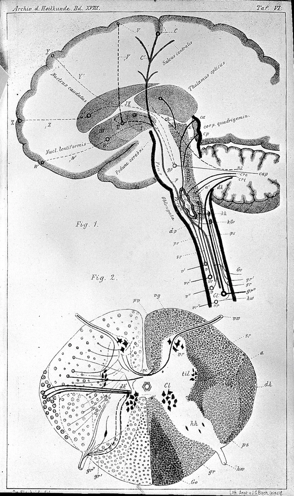 Basal ganglia and fiber connections anatomy diagram