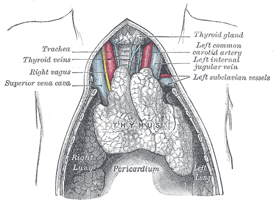 Anatomical diagram of the axillary lymph nodes and the lymphatic drainage of the breast, showing the node groups along the axillary vessels